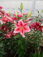 [4261 Lake Carey MakTL No01.JPG]